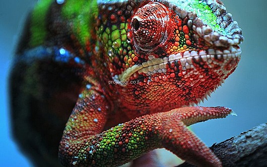 ���� �����  Epson TW7100-4K 